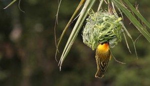 Bird At Nest