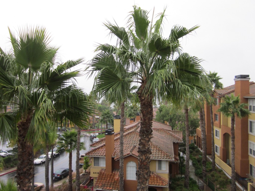 Palm Trees San Diego