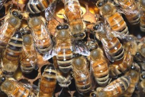 Photo of bees
