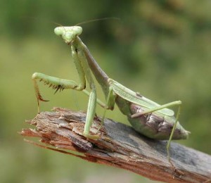 Praying mantis