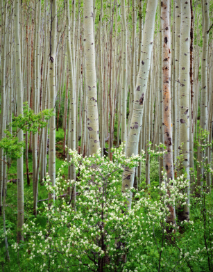 Aspen trees