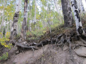 Aspen tree