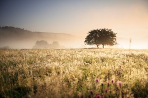 Tree in field