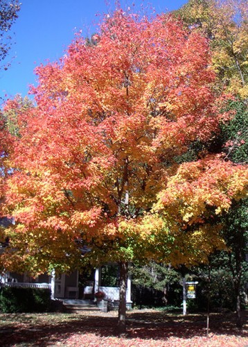 Fall trees