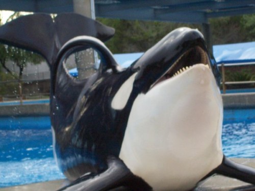 Orca Keet