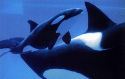 Orca Orkid