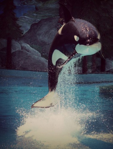 Orca Shouka