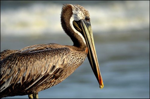 Brown pelican