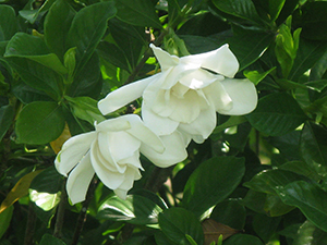 Gardenias